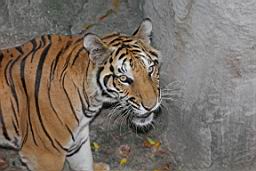 Tiger Zoo Si Racha IMG_1336.JPG